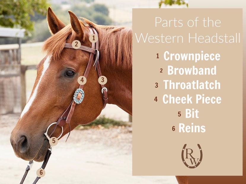 Diagram showing the different parts of a western headstall including the crown piece, browband, throatlatch, cheekpieces, bit, and reins.